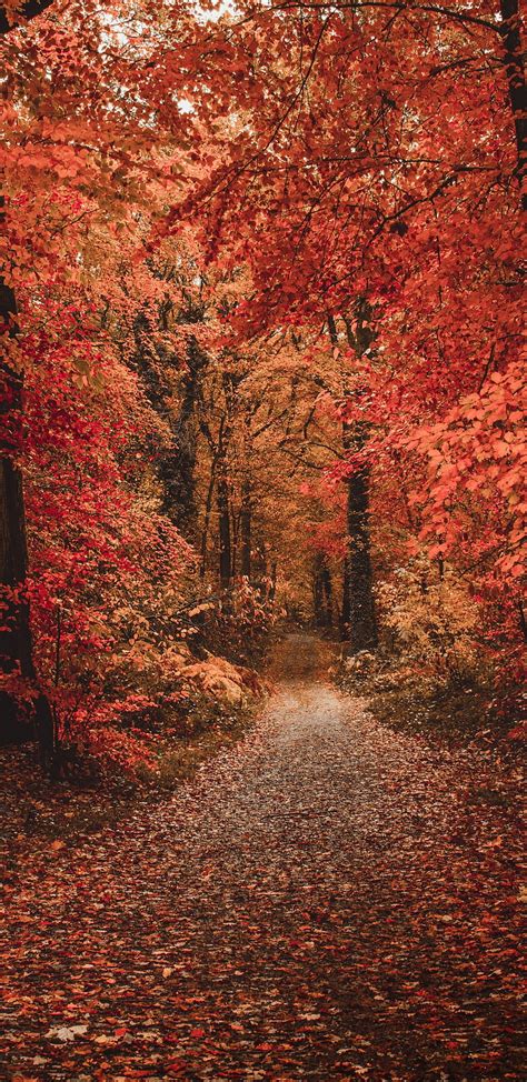 1440x2960 Forest Colorful Leaves Fall Path Autumn For Samsung