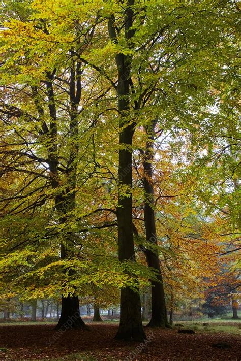 Beech Trees In Autumn Stock Image C0036398 Science Photo Library