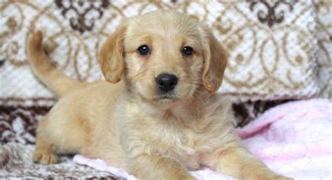 Labradoodle Miniaturemeet Lassie A Puppy For Adoption