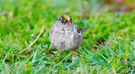 Nw Bird Blog Golden Crowned Sparrow