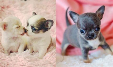 Cutest Teacup Chihuahua Puppies Video Compilation