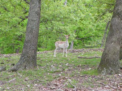 Wild Animal Safari Strafford Missouri Animals Wild Animals Safari