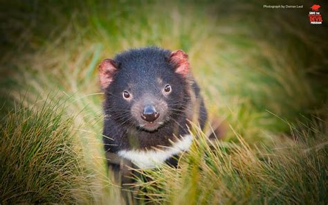 Tasmanian Devil Fights Back Against Face Cancer Study