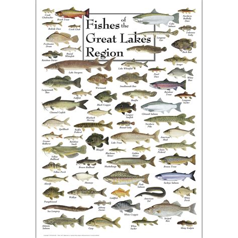 Fishes Of The Great Lakes Region Poster Earth Sky Water