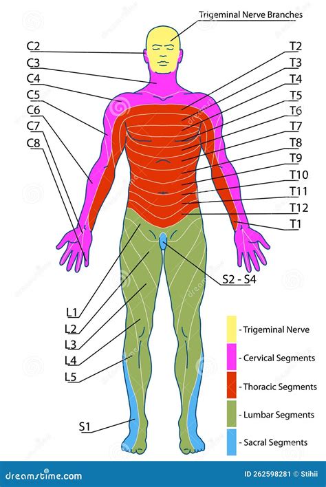 Dermatomes Medical Clip Art Medical Drawings D Anatomy Army Pics