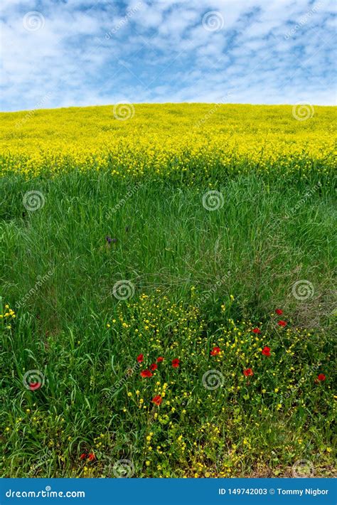 Green Rolling Hills With Yellow Wildflowers Spring In Tuscany Italy