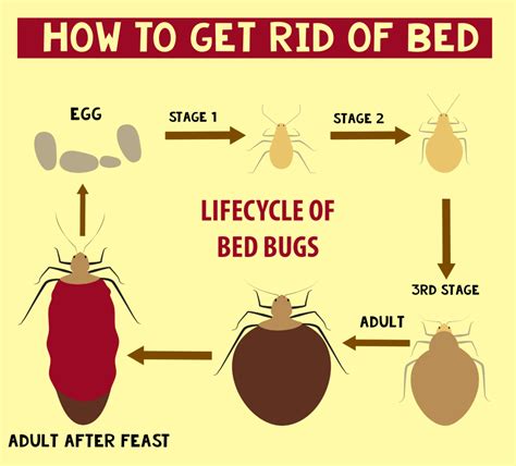 How To Get Rid Of Bed Bugs Infographic Thepestkillers