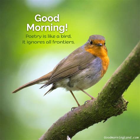 Good Morning Image Birds Wisdom Good Morning Quotes