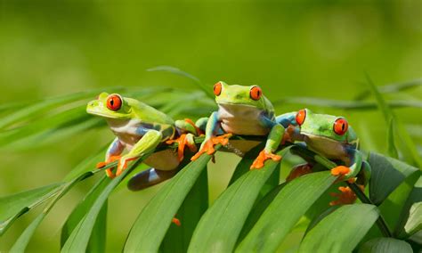 What Is A Group Of Frogs Called A Z Animals