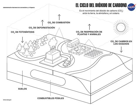 Ciclo Del Carbono Dibujo Para Colorear Images And Photos Finder Images And Photos Finder