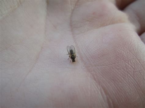 Fresh 85 Of Small Flying Bugs In Bedroom Annejanebeth
