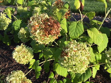 Identifying a plant with pink and white flowers which grow in. Burned Brown Sun Scorch on Annabelle Hydrangea [Backyard ...