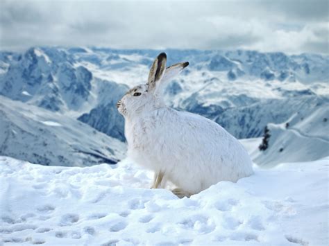 Desktop Wallpaper Bunny Rabbit Animal Winter Outdoor Hd Image