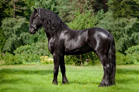 Top 15 Most Expensive Horse Breeds In The World Pet Care Stores