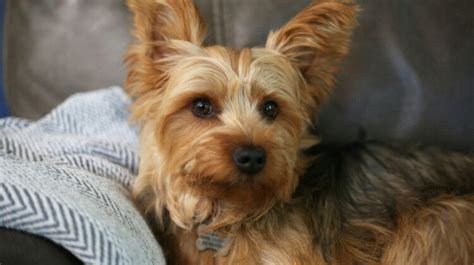 The Yorkie A Guide To The Yorkshire Terrier Breed Dogsintl