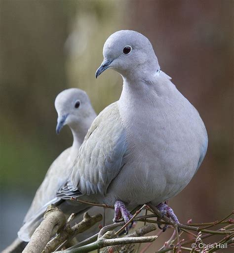 Is It True That Doves Mate For Life Pearline Mullin