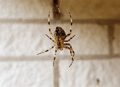 Guide To Preventing House Spiders