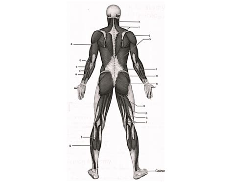 Dorsal View Muscular System Quiz