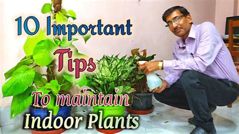 10 Best Tips To Maintain Indoor Plants Or House Plants Youtube