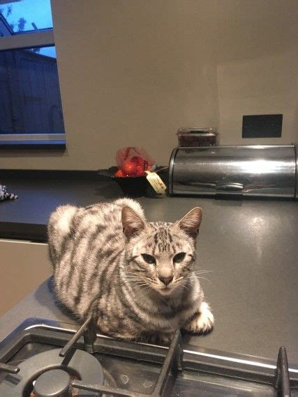 Look at pictures of burmese kittens who need a home. Toyger Cats For Sale | Los Angeles, CA #230590 | Petzlover