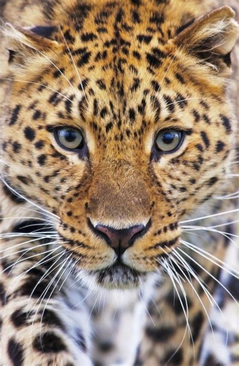 Beautiful Close Up Of A Leopards Face Oh Those Eyes Big Cats