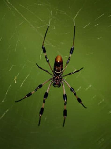 Venomous Spiders In Minnesota