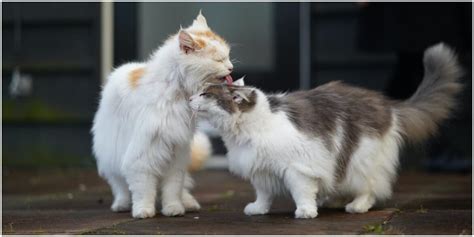 Why Do Cats Groom Each Other