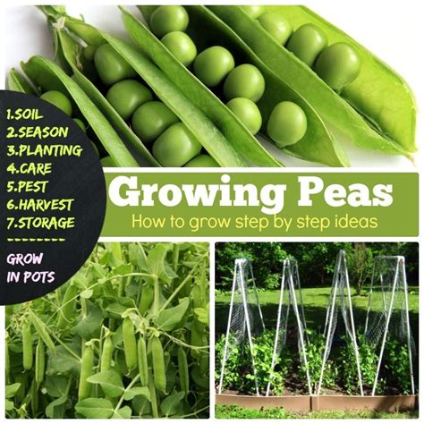 Growing Peas 7 How To Grow Peas Step By Step Ideas Growing Peas For