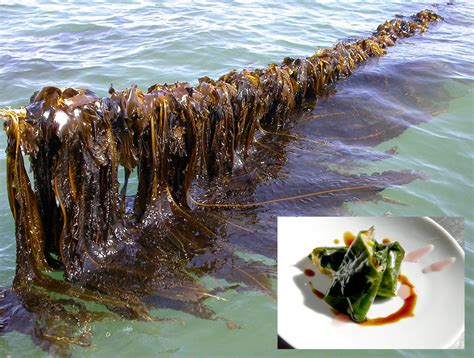 Seaweed Aquaculture Provides Diversified Products Key Ecosystem