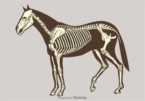Download Free Vector Horse Skeleton - Download Free Vector Art ...