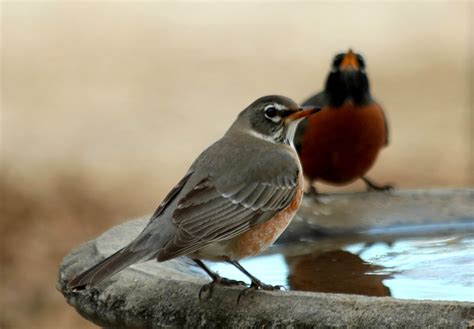 Two American Robins At Bird Bath Free Stock Photo Public Domain Pictures