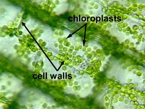Chloroplasts absorb sunlight and use it in conjunction with water and carbon dioxide gas to produce food for heredity matters: Chloroplast Function | Definition | Structure | Location