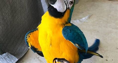 Macaw Parrots For Sale Exotic Birds For Sale Classifiedsuk Free
