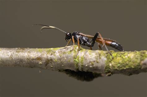 Ichneumon Wasp Ichneumonidae Overview Identification Habitat