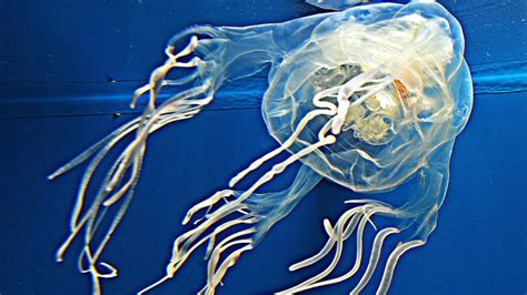 Nt Boy 3 Survives Deadly Box Jellyfish Stings In Nhulunbuy Nt News