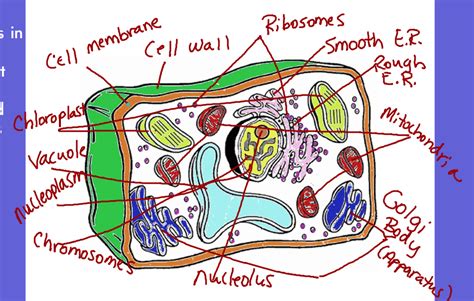 Biologycorner com plant cell coloring. Collection of Biology Corner Worksheets - Bluegreenish