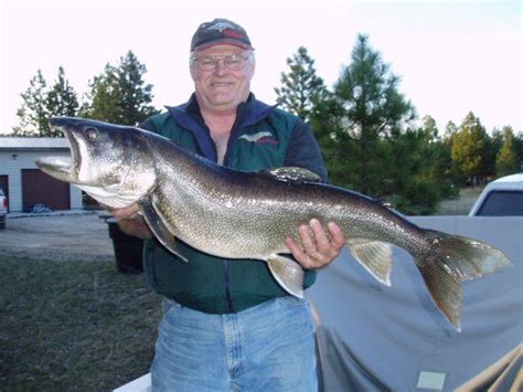 A able has fished flathead lake since 1987 and mo fisch since 2006. The Fish « Flathead Lake Fishing | Flathead lake, Flathead ...
