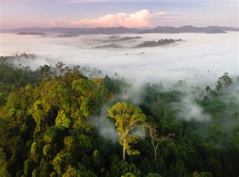 Tropical Forests Could Switch From A Carbon Sink To A Carbon Source