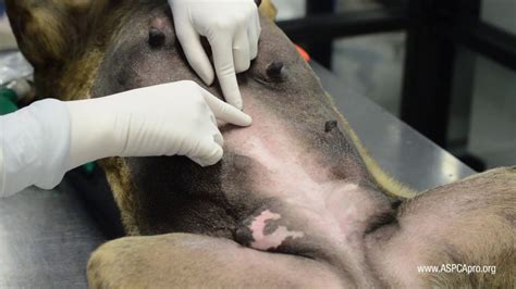 Please note that this video does show the actual surgical procedure on a live patient. Neuter As A Female Dog | Goldenacresdogs.com