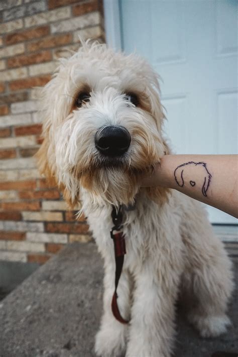 Tattoo Of Goldendoodle Dog M Tattoos Dainty Tattoos Tattoos And
