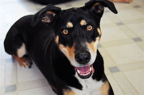 Are Mixed Breed Dogs Healthier Than Pure Breeds