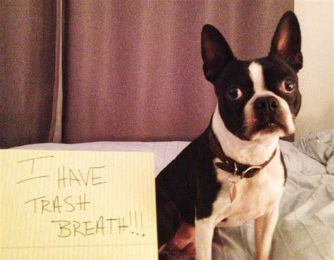 The 9 Ultimate Boston Terriers Of Dog Shaming Boston Terrier Puppy