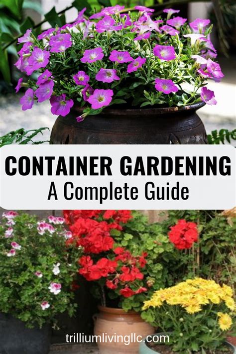 Container Gardening Complete Guide For Beginners To Grow Flowers In