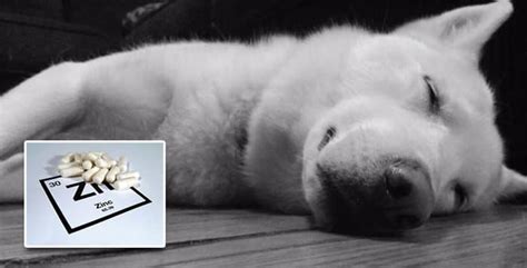 Zinc Deficiency In Huskies Snowdog Guru
