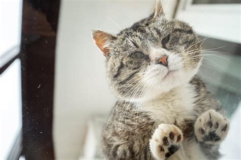 Premium Photo From Below Through Glass Of Fluffy Cat Sitting On Glass