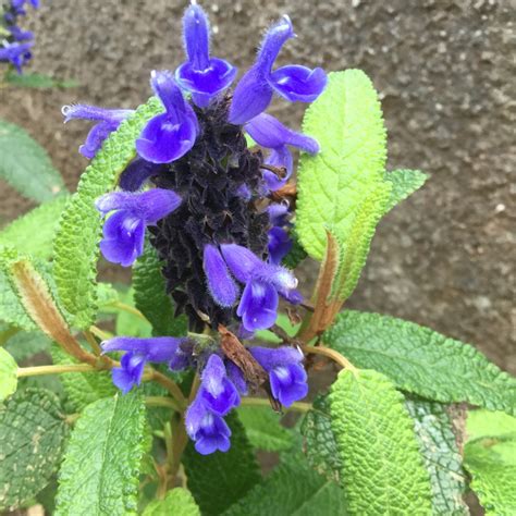 Salvia Corrugata Corrugata Sage In Gardentags Plant Encyclopedia