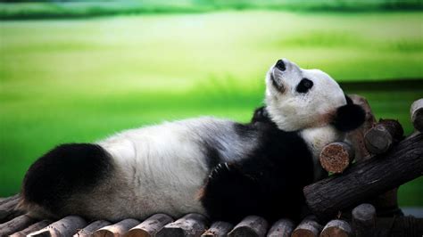 Panda Lying On His Back Wallpapers And Images Wallpapers Pictures