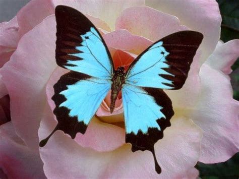 50s Pour Toujours Les Plus Beaux Papillons Du Monde