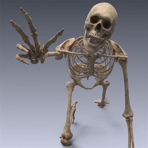 Human Skeleton 3d Model Free Download