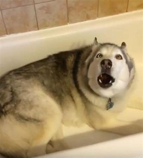 Dlisted Zeus The Bathtub Loving Siberian Husky Is Mays Hot Slut Of